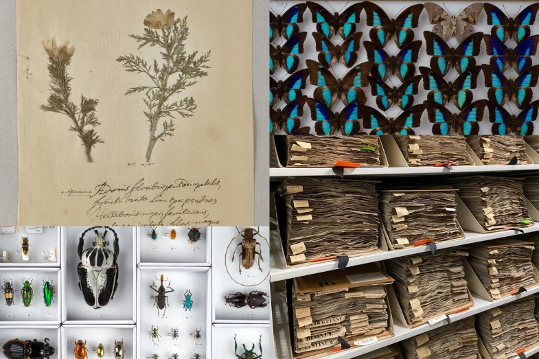 Coillage de photo de planche d'herbier et d'échantillons d'insecte du Museum