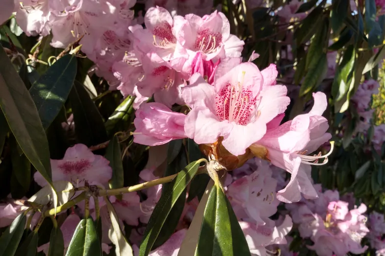 Détail de floraison du Rhododendron hunnewellianum d'un rose délicat