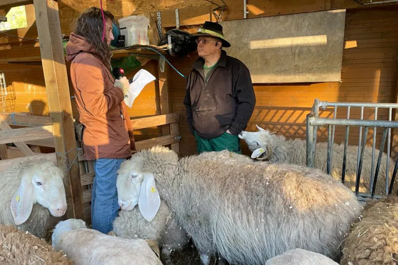 Reporter dela RTS interviewant Bruno Celerin dans la bergerie avec les moutons autour