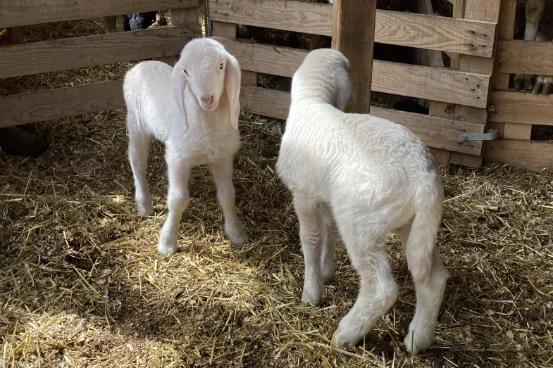 Deux jeunes agneaux de Saas