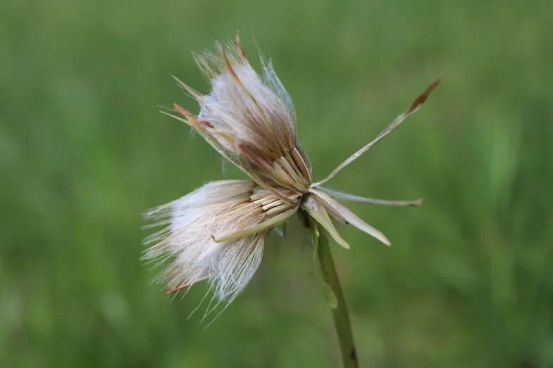 Graines volantes mûres de la petite scorsonère («Scorconera humilis»), une plante vulnérable en Suisse et CWR prioritaire, dans une prairie en montagne 
