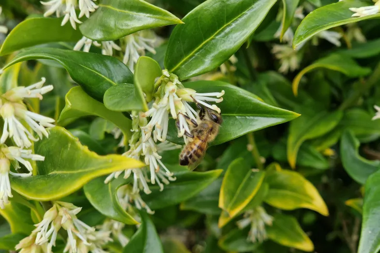 Détail de floraison du sarcocoque à fleurs blanches avec une abeille