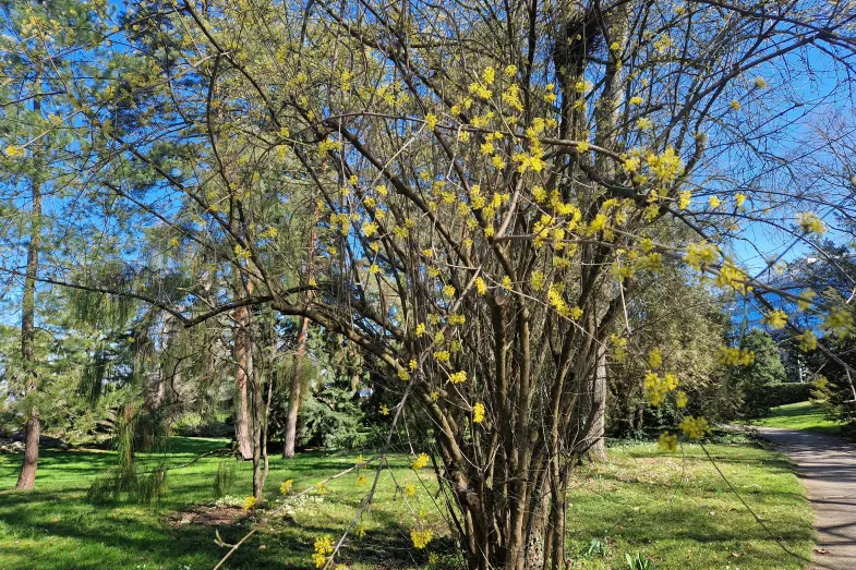 Le cornouiller mâle en fleurs dans l'arboretum