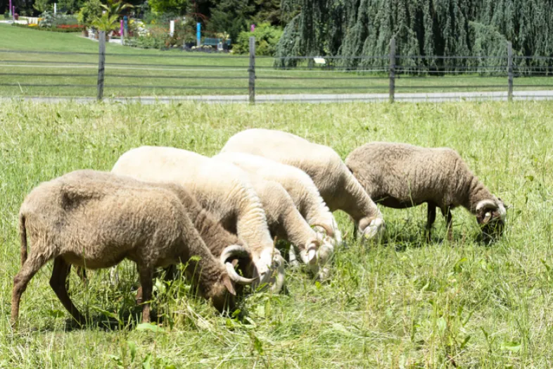 Moutons PSR broutant dans les CJBG