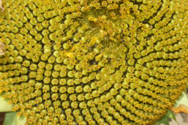 Photographie du centre d'une fleur de tournesol