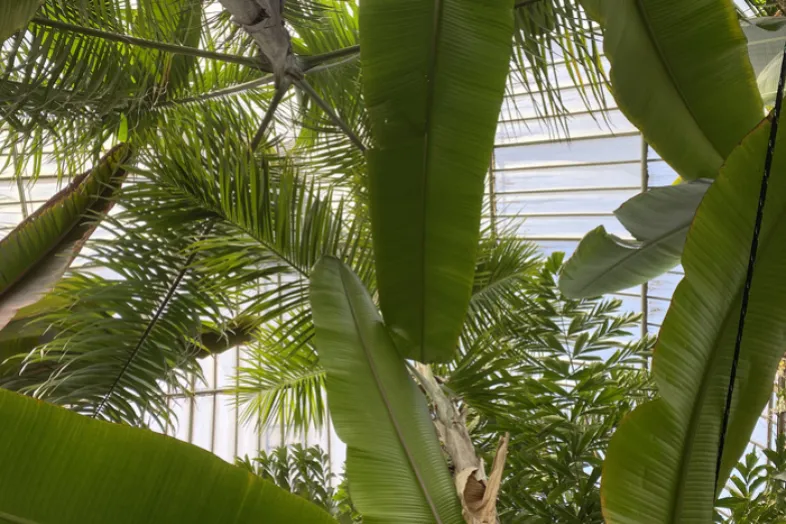 Photo de feuille de palmiers prises d'en dessous avec au-dessus les vitres de la serre tempérée