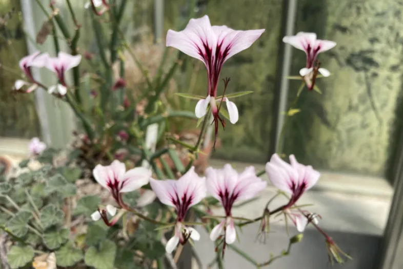 Floraison du Pelargonium tetragonum
