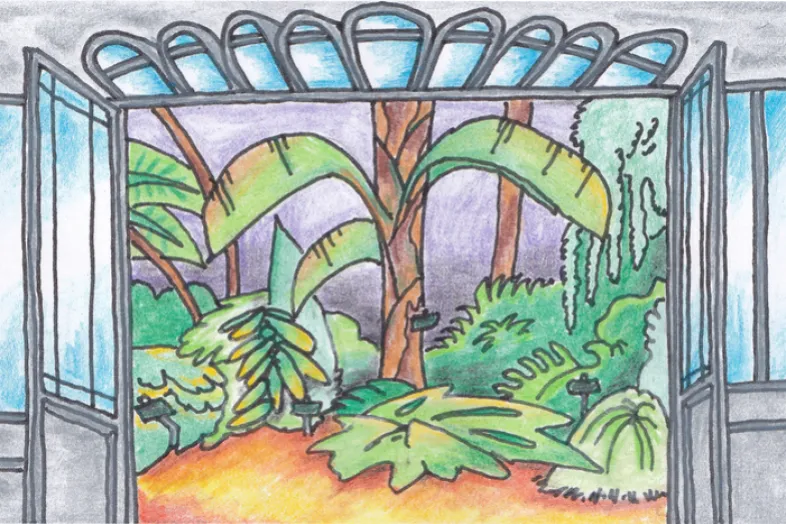 Dessins en couleurs de la porte d'entrée ouverte du Jardin d'hiver avec au centre un bananier et d'autres plantes tropicales.