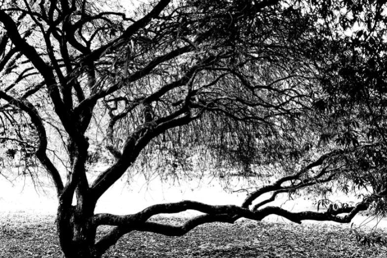 Photo en noir et blanc d'un Acer palmatum