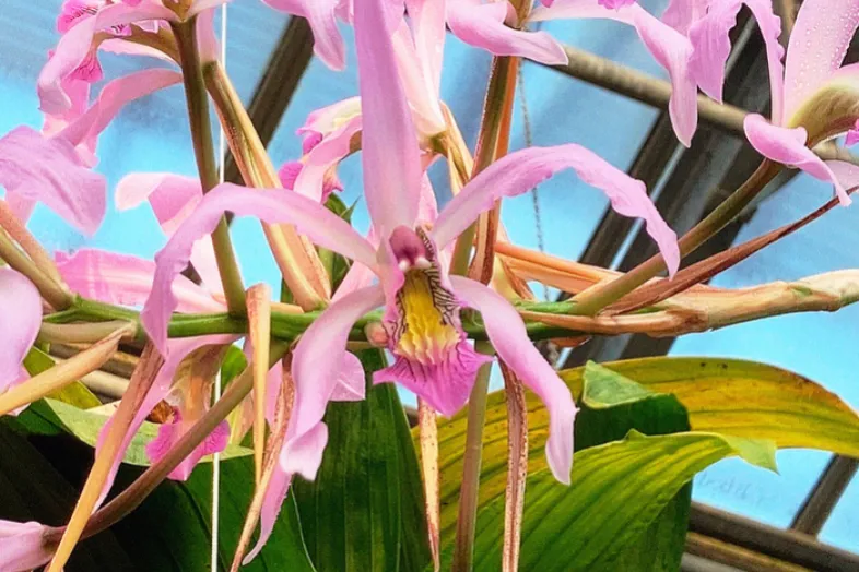 L'orchidée Schomburgkia superbiens avec ses feuilles et ses fleurs dans une serre.