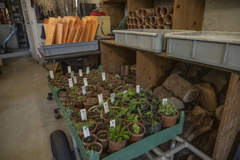 Au premier plan, une charette à main avec des petits pots en terre cuite avec des jeunes plantes et leurs étiquettes, dans un des rempotoires des CJBG.