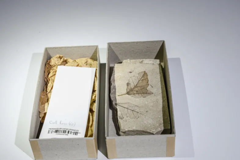 Deux boîtes en carton avec une étiquette code barre et un fossile avec deux empreintes de feuille.