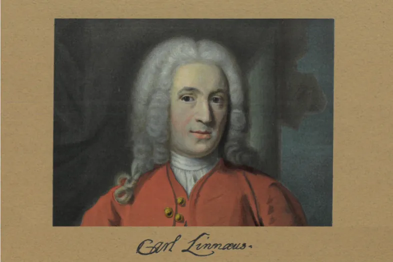 Portrait de Linné en 1739