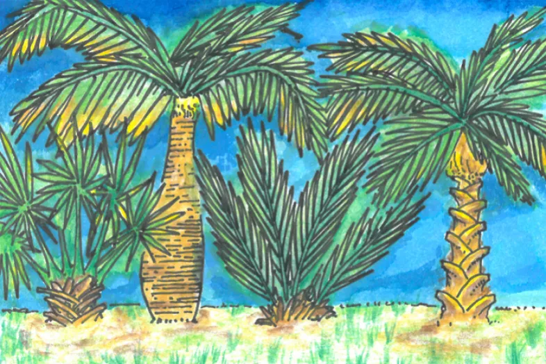 Dessins de différents palmiers sur fond bleu