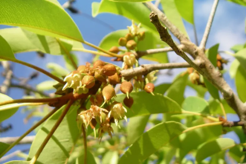 Feuilles, fleurs, fruits sur une branche de Capurodendron andrafiamenae qui est un arbre de Madagascar récolté il y a 12 ans.