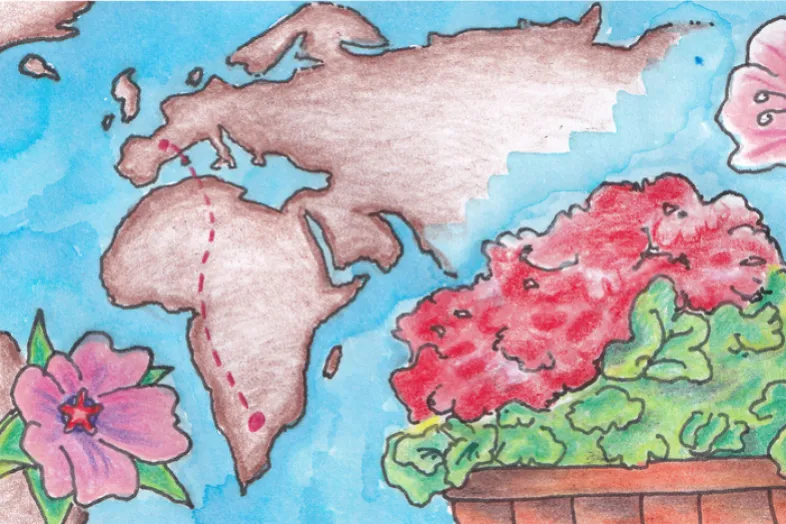 Dessin d'un géranium rouge à droite et sur la gauche au premier plan une fleur de géranium avec sur le fond une carte de l'Europe et de l'Afrique qui indique en pointillé le pays d'origine de la plante.