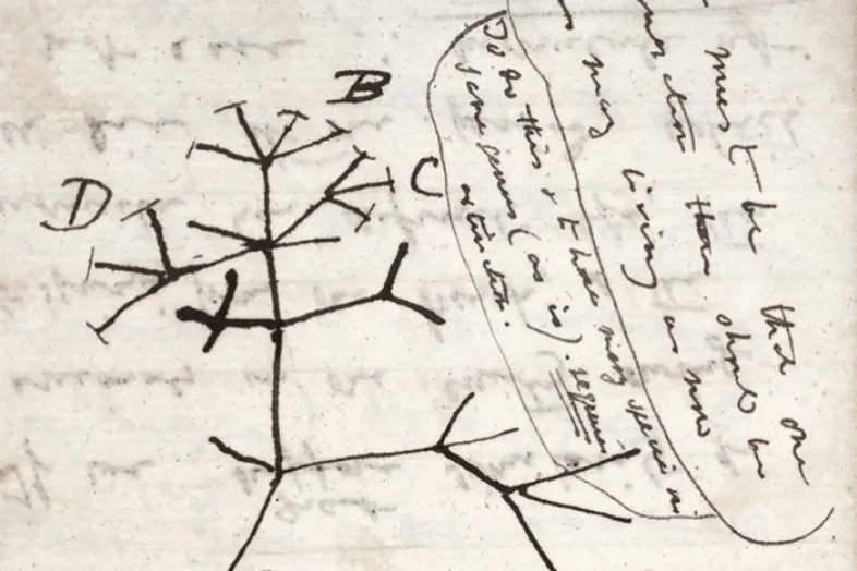 Carnet de notes de Charles Darwin de 1837 incluant la première esquisse de l'arbre des espèces. Université de Cambridge