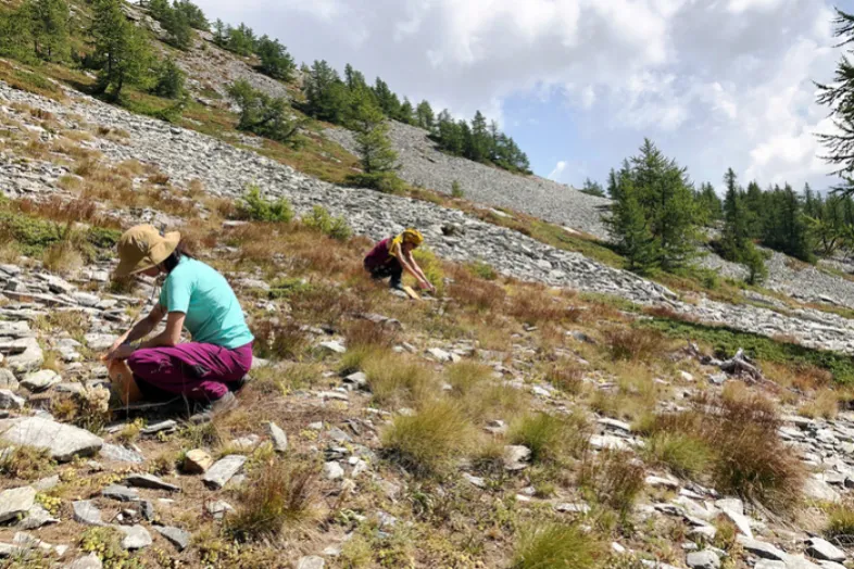 Une botaniste récolte des graines au Seehorn dans le Valais à 2062 mètres.