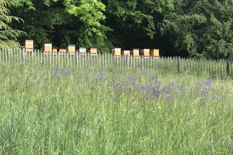 Au premier plan la prairie de la Terre de Pregny, au deuxième plan un des ruchers des CJBG qui compte 12 ruches.