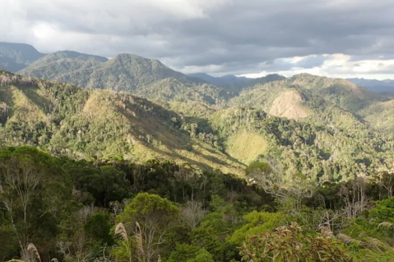 Massif forestier de Sorata à Madagascar: mosaïque de forêts primaires regorgeant d'espèces nouvelles et de tavy (cultures sur brûlis) des habitants pour nourrir leur famille: un défi de conservation