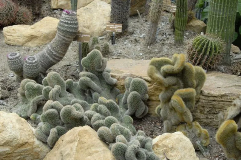 Différentes espèces de cactus au milieu de rochers