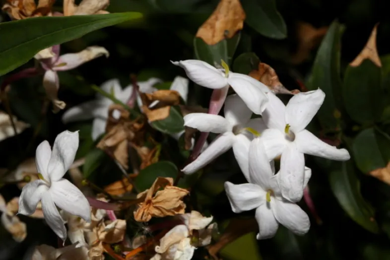 Fleurs de Jasminum officinale dans les serres de Pregny