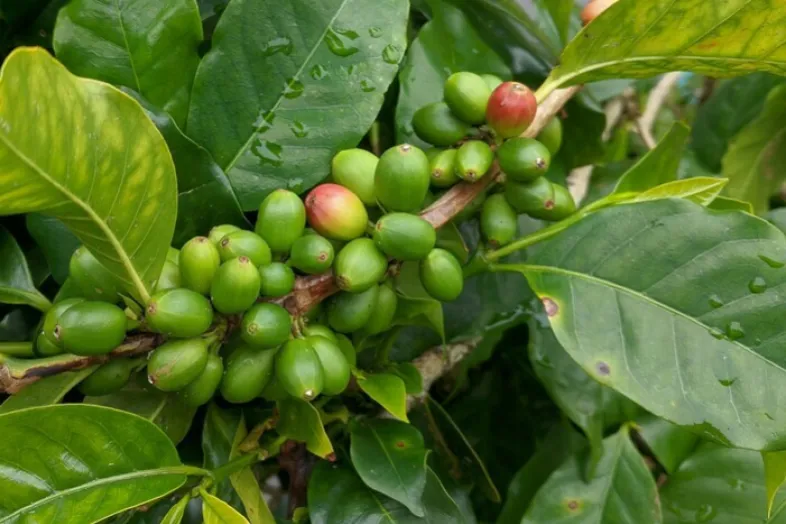 Photographie d'une branche de caféier avec les fruits