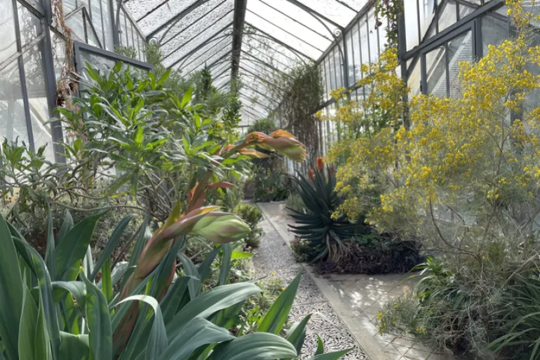 Plantes tropicales dans une des serres en verre de Pregny et un chemin en gravier au centre