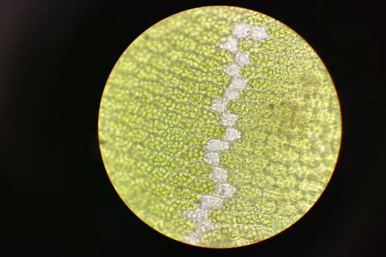 Observation au microscope des chloroplastes dans les cellules d'une feuille de mousse