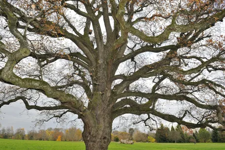 Détail des branches de chêne centenaire à l'automne