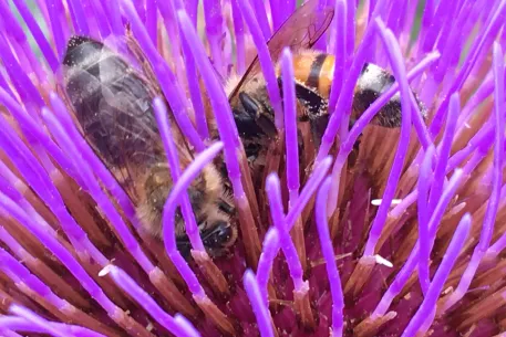 Deux abeilles butinent la fleur violette du cardon (Cynara cardunculus)